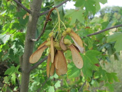 Acer pseudoplatanus