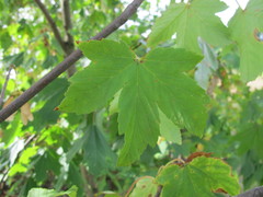 Acer pseudoplatanus