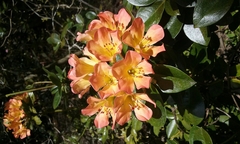 Schistanthe