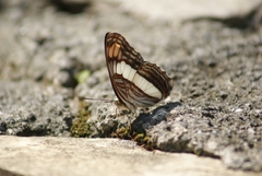 Adelpha basiloides