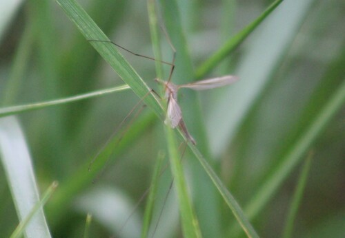 Unknown species found near Canyon County, ID, USA