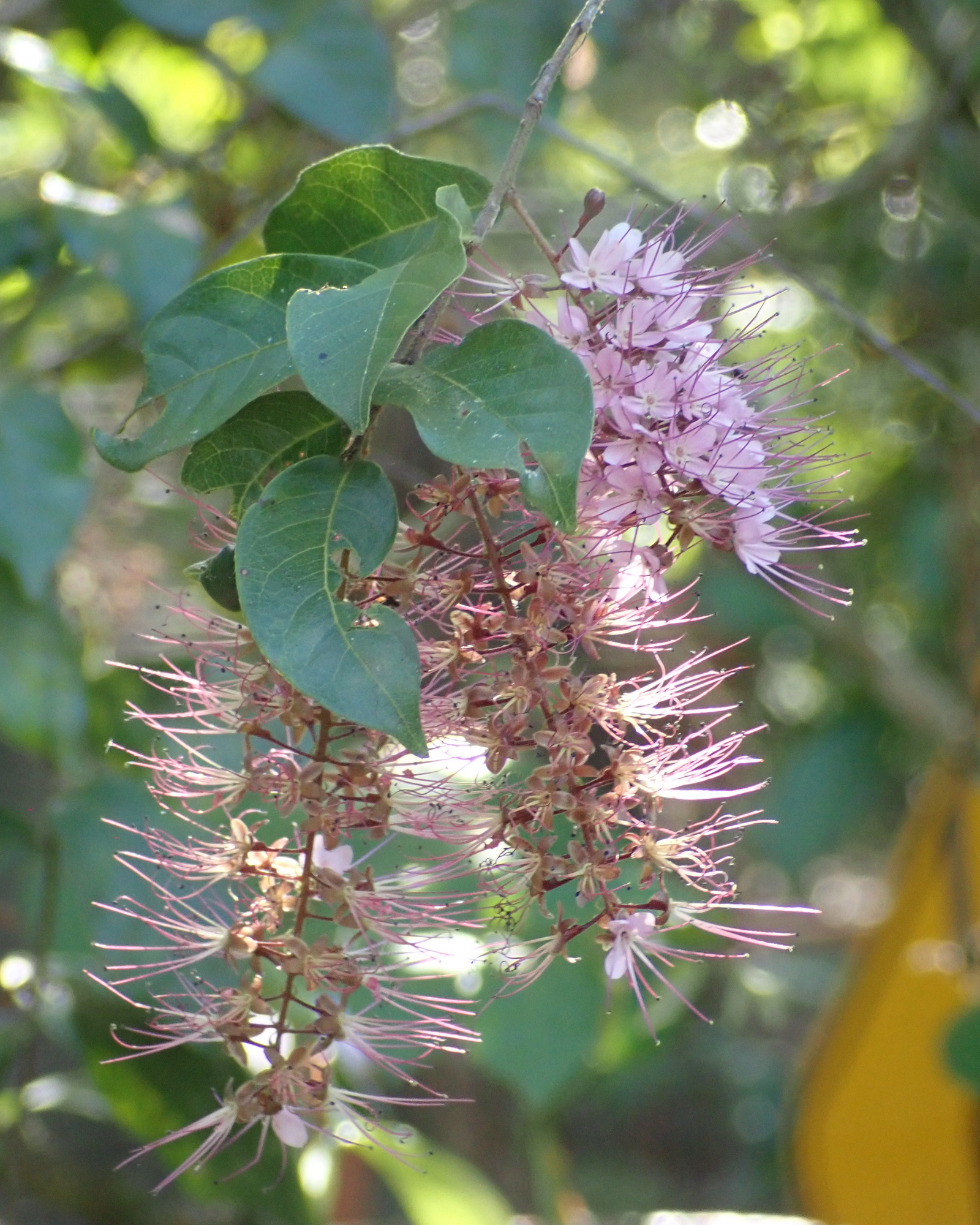 Imagem de Cereja-do-mato