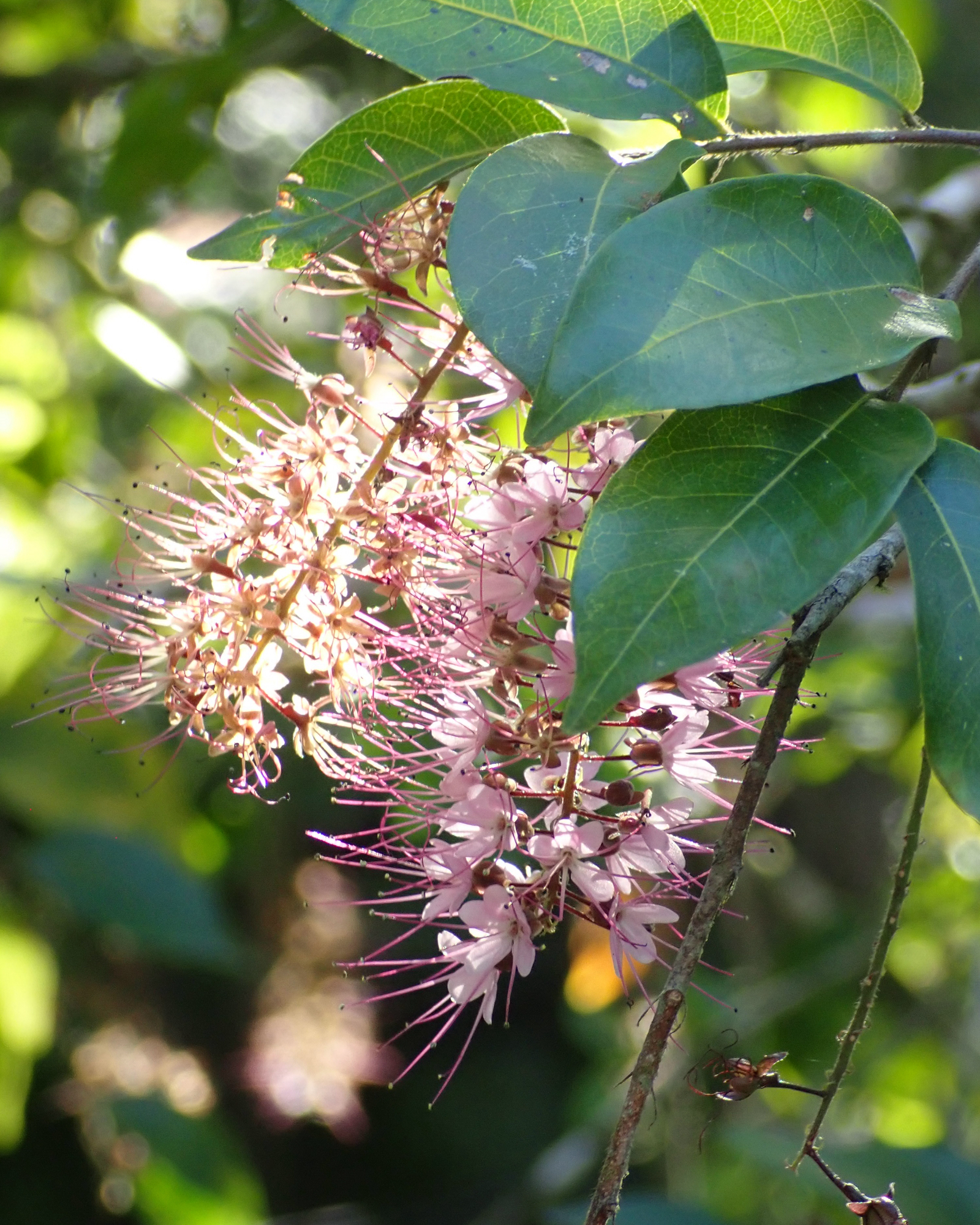 Imagem de Cereja-do-mato