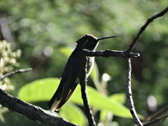 Lampornis clemenciae