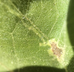 Calycomyza platyptera