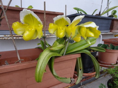 Paphiopedilum