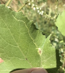 Calycomyza platyptera