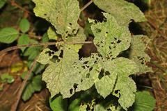 Erysiphe heraclei