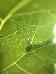 Calycomyza platyptera
