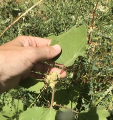 Calycomyza platyptera