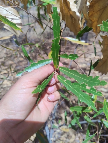 Quercus viminea