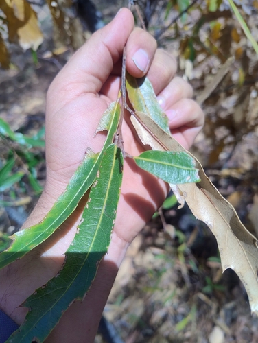 Quercus viminea, photograph 2