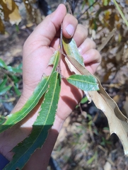 Quercus viminea, photograph (c) Adrian Bojorquez, some rights reserved (CC BY-SA)