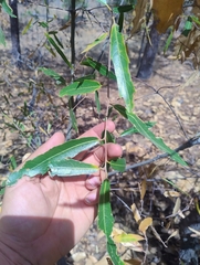 Quercus viminea, photograph (c) Adrian Bojorquez, some rights reserved (CC BY-SA)