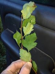 Crataegus opima