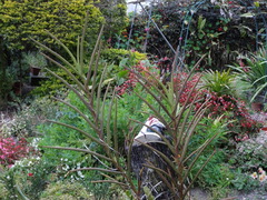 Papilionanthe