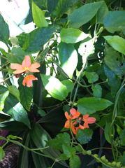 Crossandra infundibuliformis