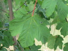 Acer pseudoplatanus