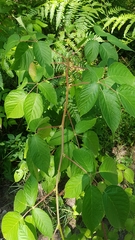Rubus canadensis