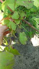 Rubus canadensis