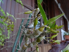 Dendrobium