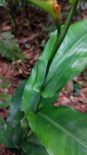 Heliconia aurantiaca