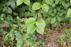 Viburnum rafinesqueanum