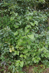 Viburnum rafinesqueanum