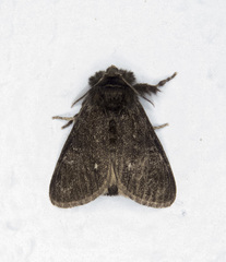 Dasychira grisefacta