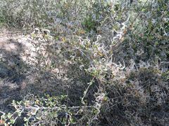 Cercocarpus betuloides betuloides