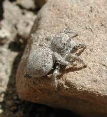 Habronattus amicus