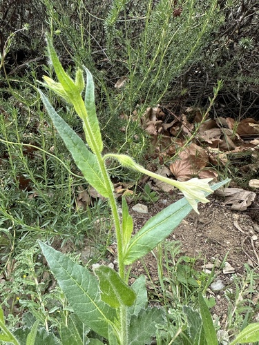 Foto de Tabaco indígena