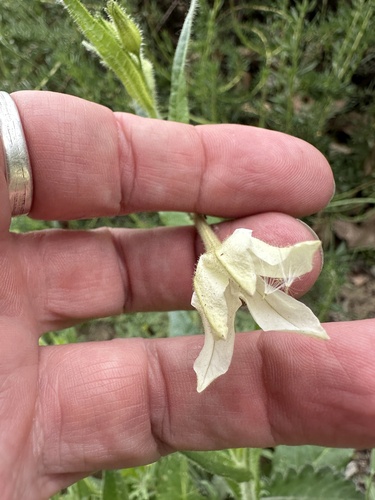 Foto de Tabaco indígena