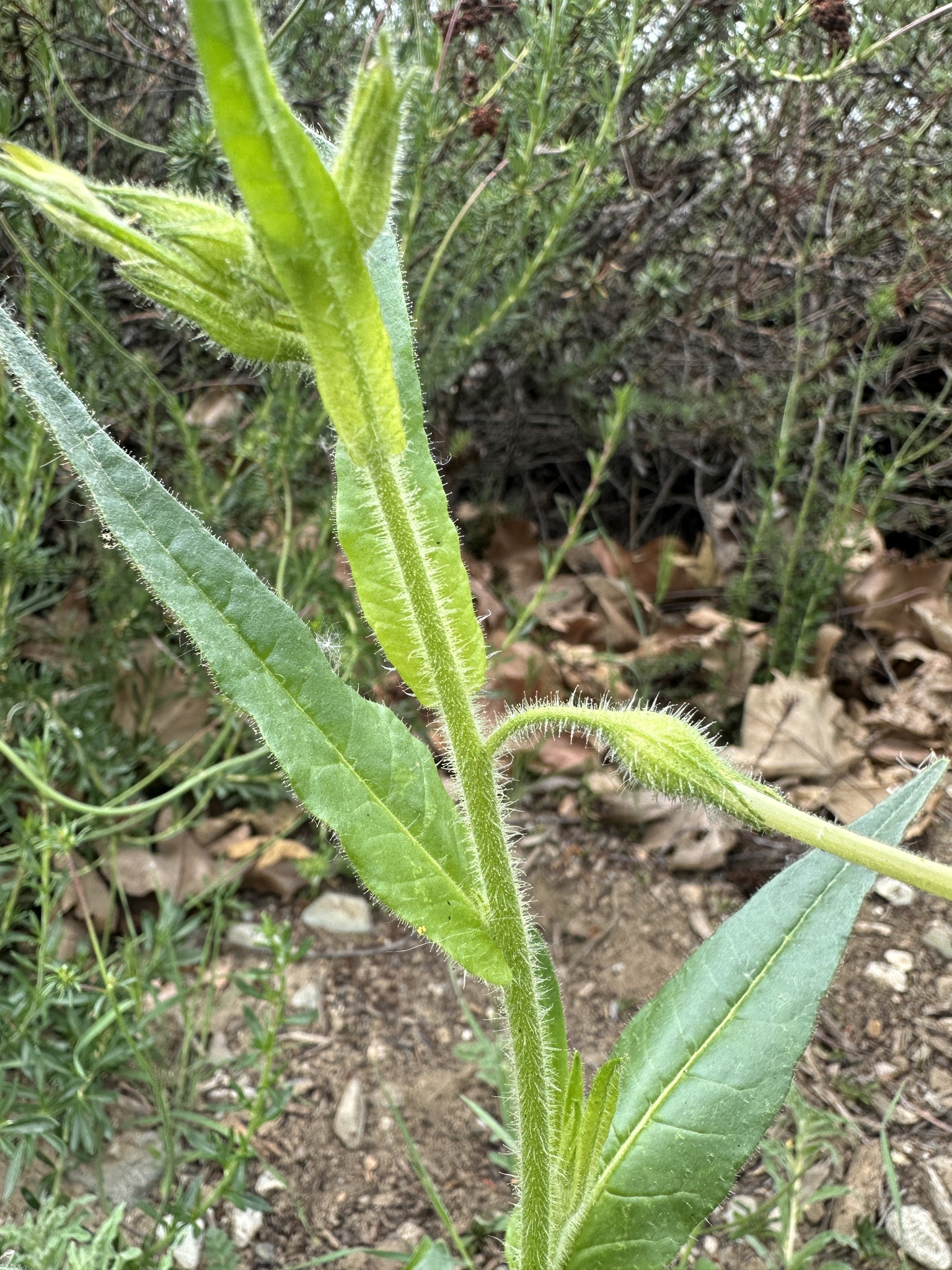 Imagem de Tabaco indígena