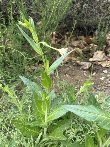 Foto de Tabaco indígena