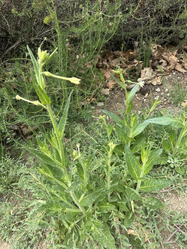 Foto de Tabaco indígena