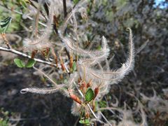 Cercocarpus betuloides betuloides