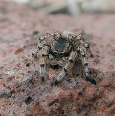 Habronattus amicus