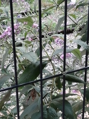Buddleja davidii