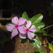 Madagascar Periwinkle - Photo (c) Jean-Philippe BASUYAUX, some rights reserved (CC BY-NC), uploaded by Jean-Philippe BASUYAUX