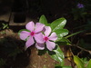 Madagascar Periwinkle - Photo (c) Jean-Philippe BASUYAUX, some rights reserved (CC BY-NC), uploaded by Jean-Philippe BASUYAUX