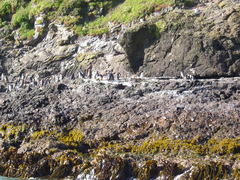 Spheniscus humboldti