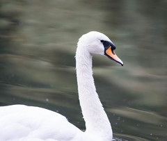 Cygnus olor