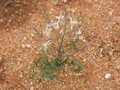 Trachyandra tortilis