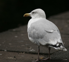 Larus argentatus