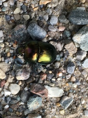 Geotrupes splendidus