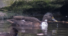 Anas platyrhynchos domesticus