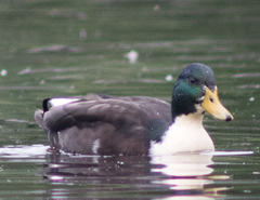 Anas platyrhynchos domesticus