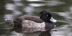Aythya fuligula