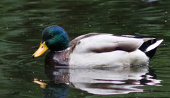 Anas platyrhynchos domesticus
